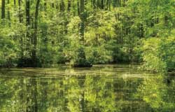 6月から人気の森林浴と健康への効果：自然の抗菌力「フィトンチッド」