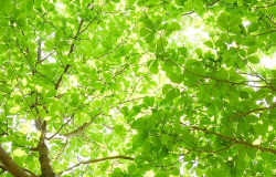 新緑シーズン到来　疲労度の高い方ほど森林浴が効果的に　植物から湧き出る「フィトンチッド」とは