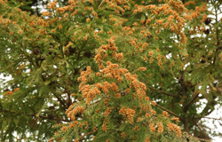 「国民病」の花粉症、症状を和らげるためにできること コロナ禍での懸念点と対策を医師が解説